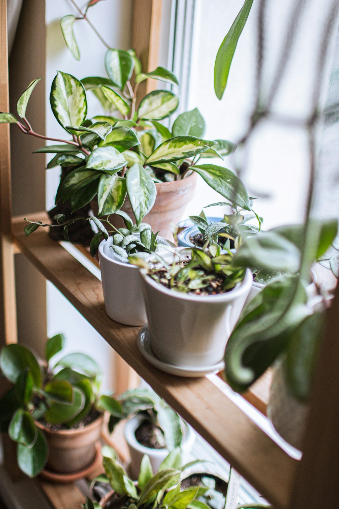 Potted houseplants with variegated leaves on a wooden shelf by a bright window