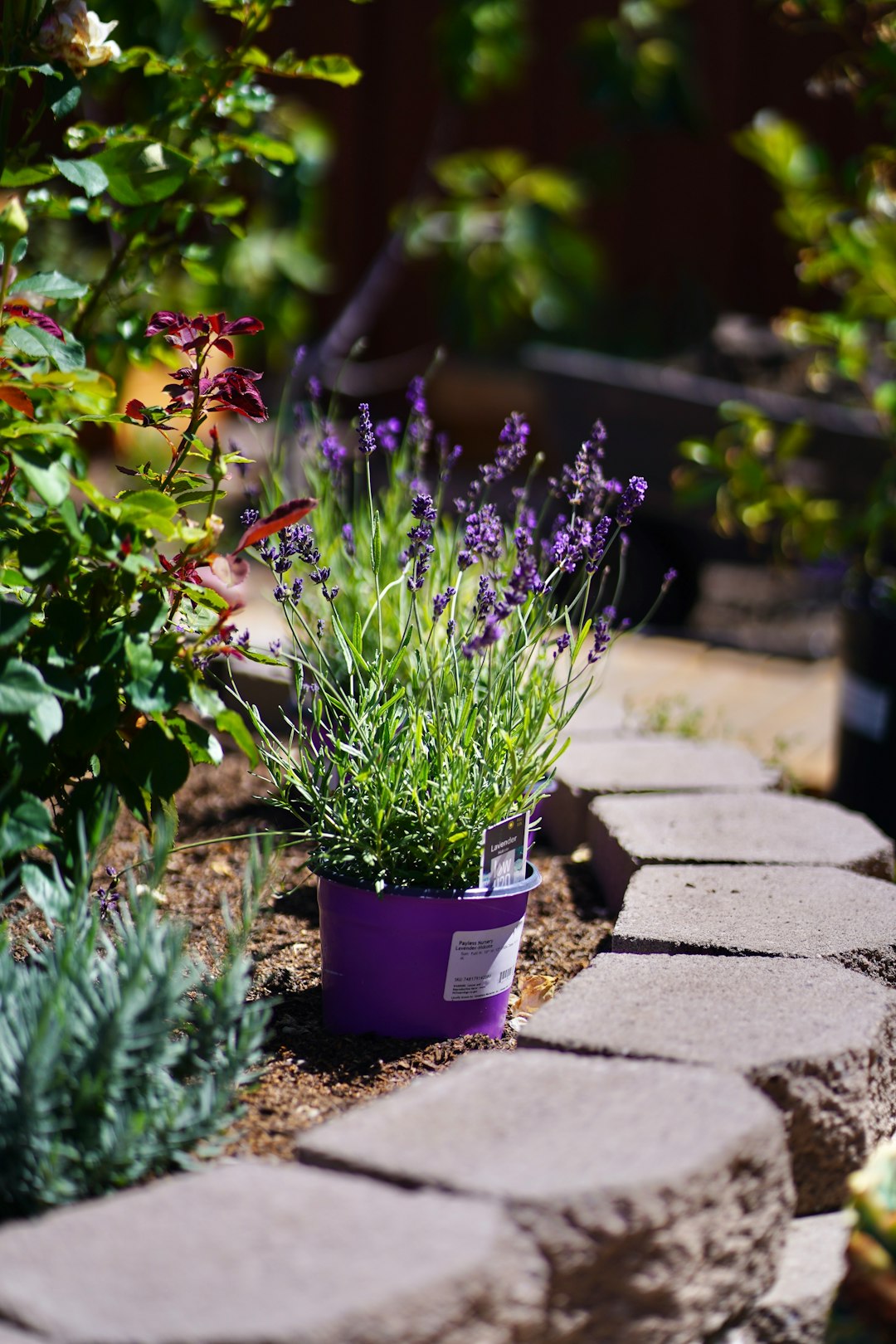 Potted lavender in bloom in a purple nursery pot beside a garden border