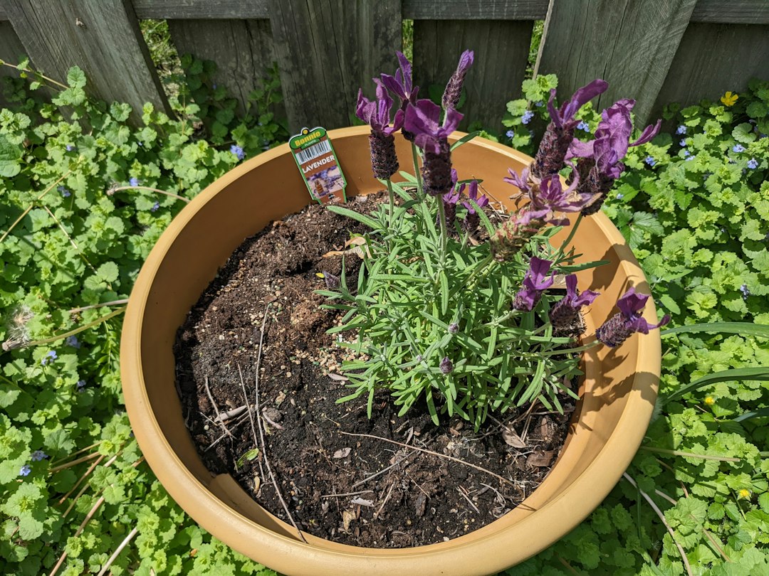 Spanish lavender with purple flower heads growing in a terracotta pot
