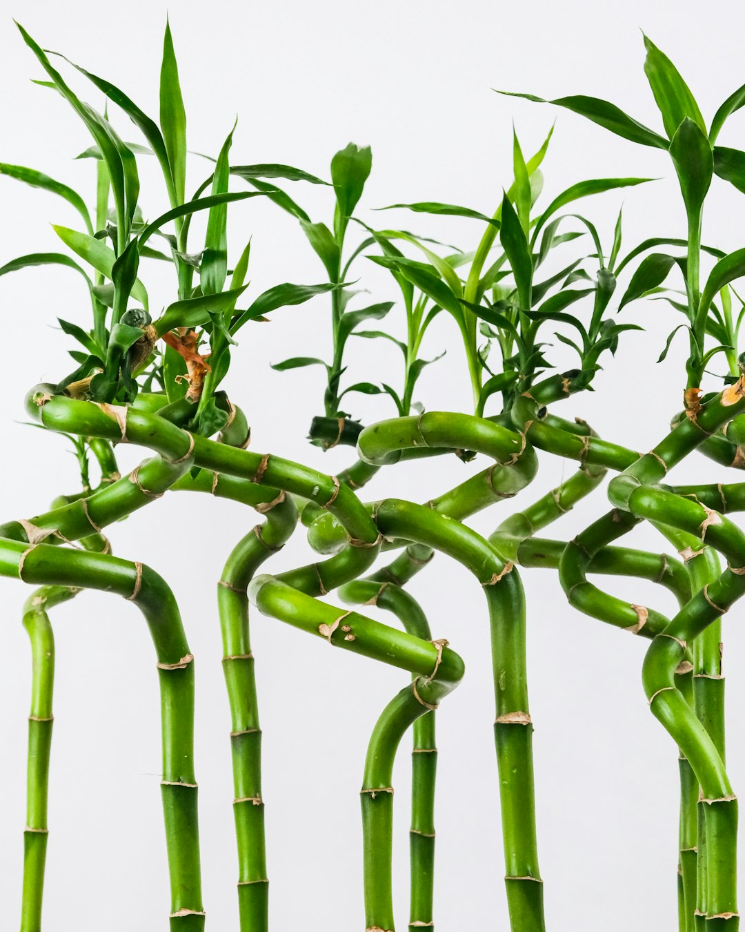 Spiral-shaped lucky bamboo (Dracaena sanderiana) stalks with green leaves