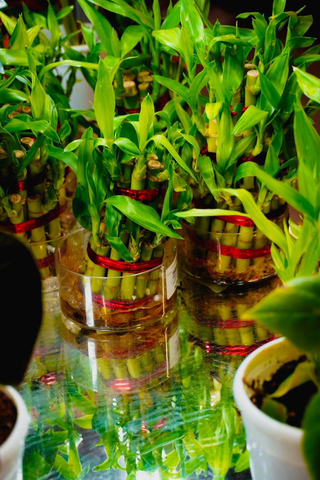 Lucky bamboo stalks growing in glass vases tied with red ribbon
