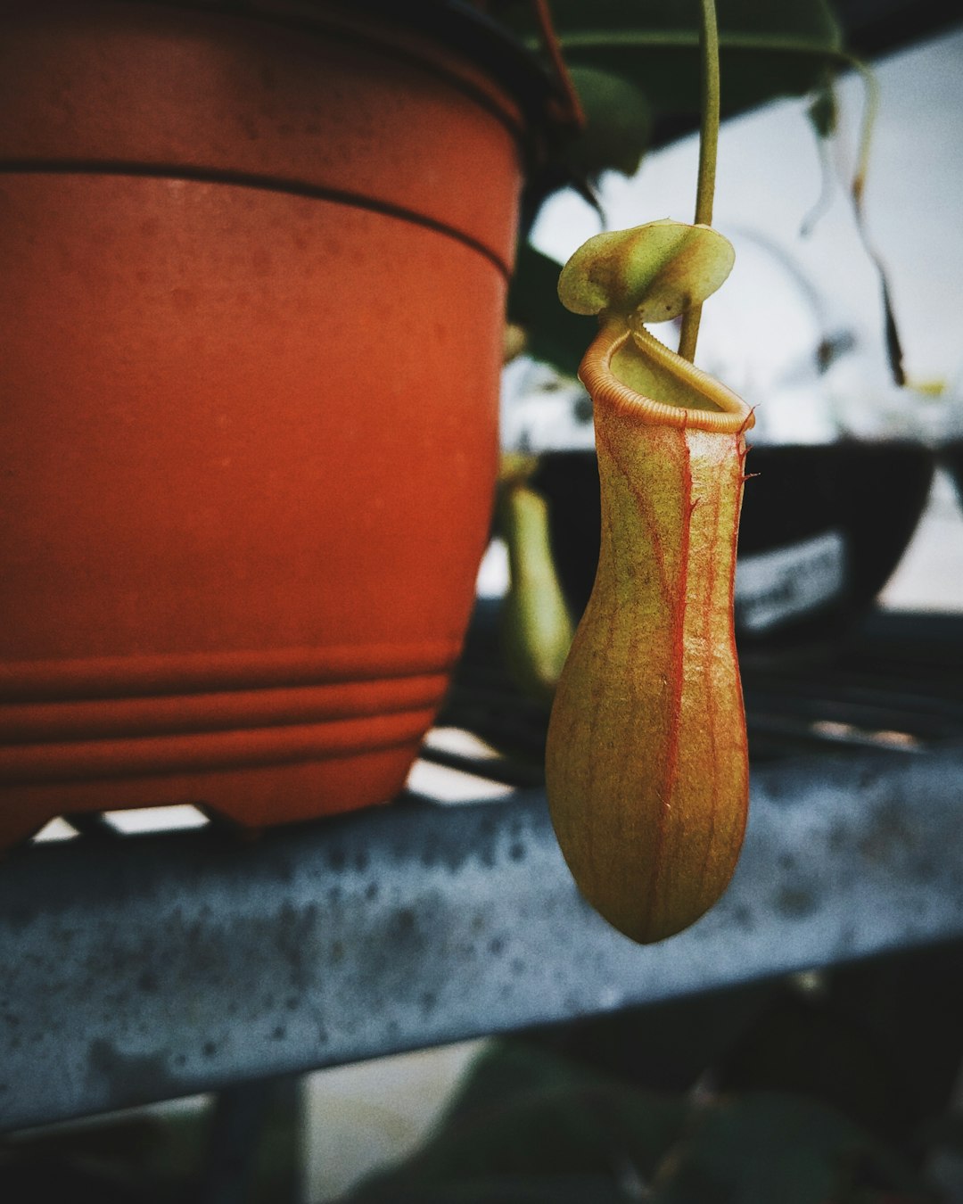 Hanging Nepenthes pitcher beside a terracotta pot