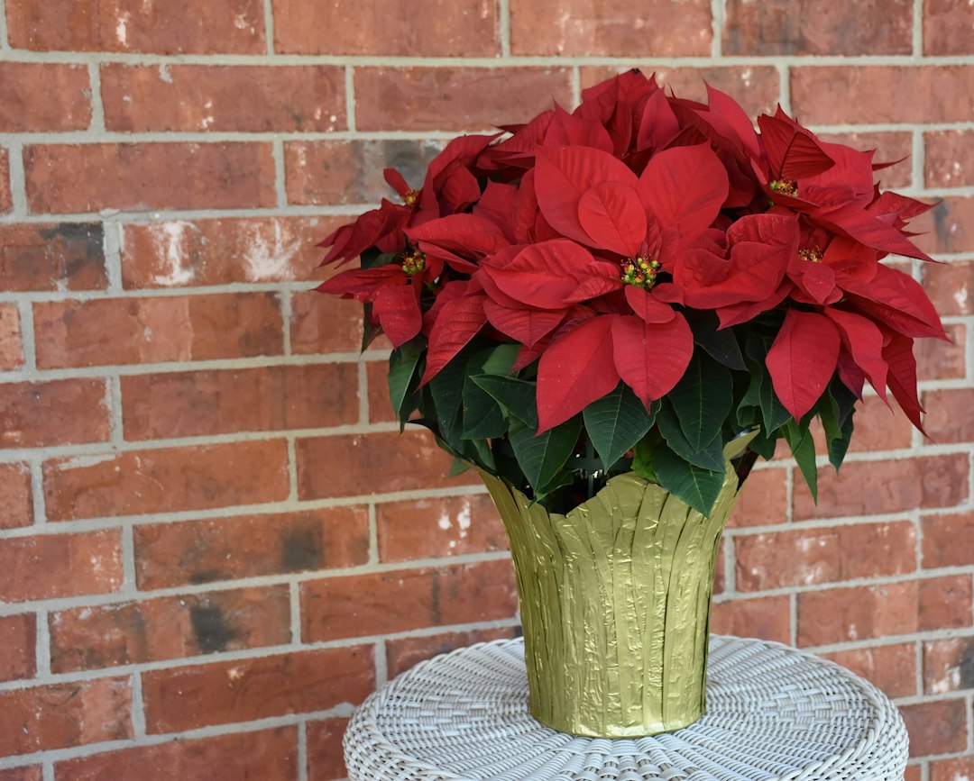 Red poinsettia in a gold foil-wrapped pot on a white wicker table against a brick wall