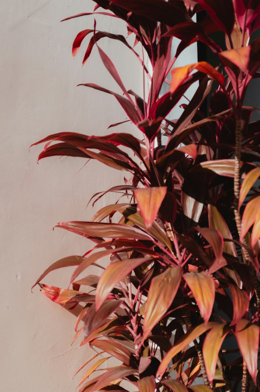 Red and burgundy ti plant (Cordyline fruticosa) leaves against a pale wall in bright light