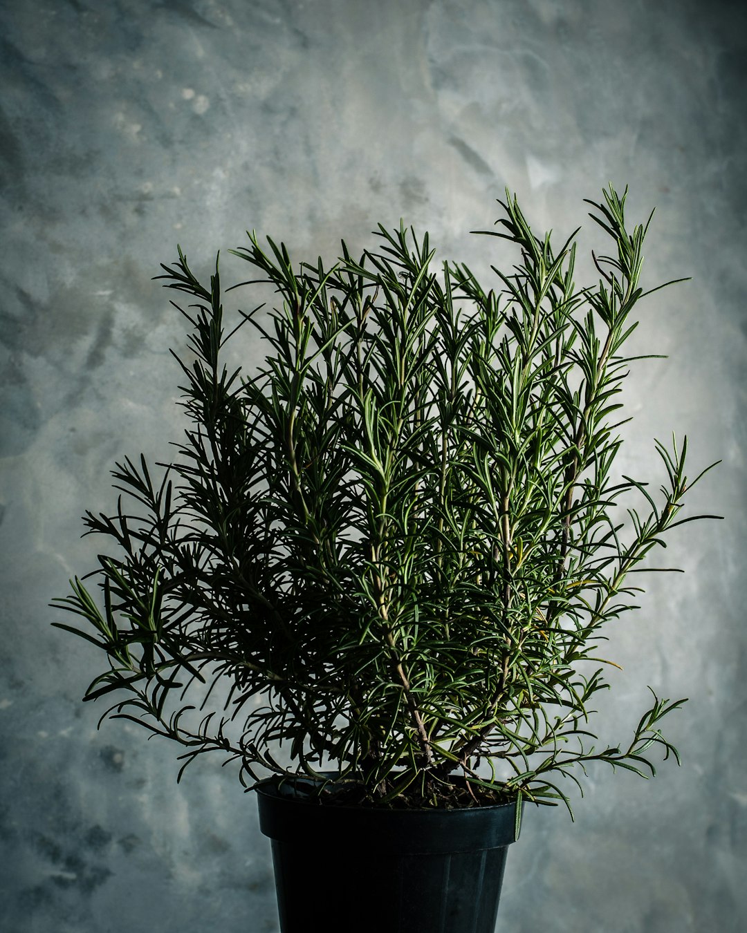 Healthy rosemary plant growing in a black pot against a gray wall
