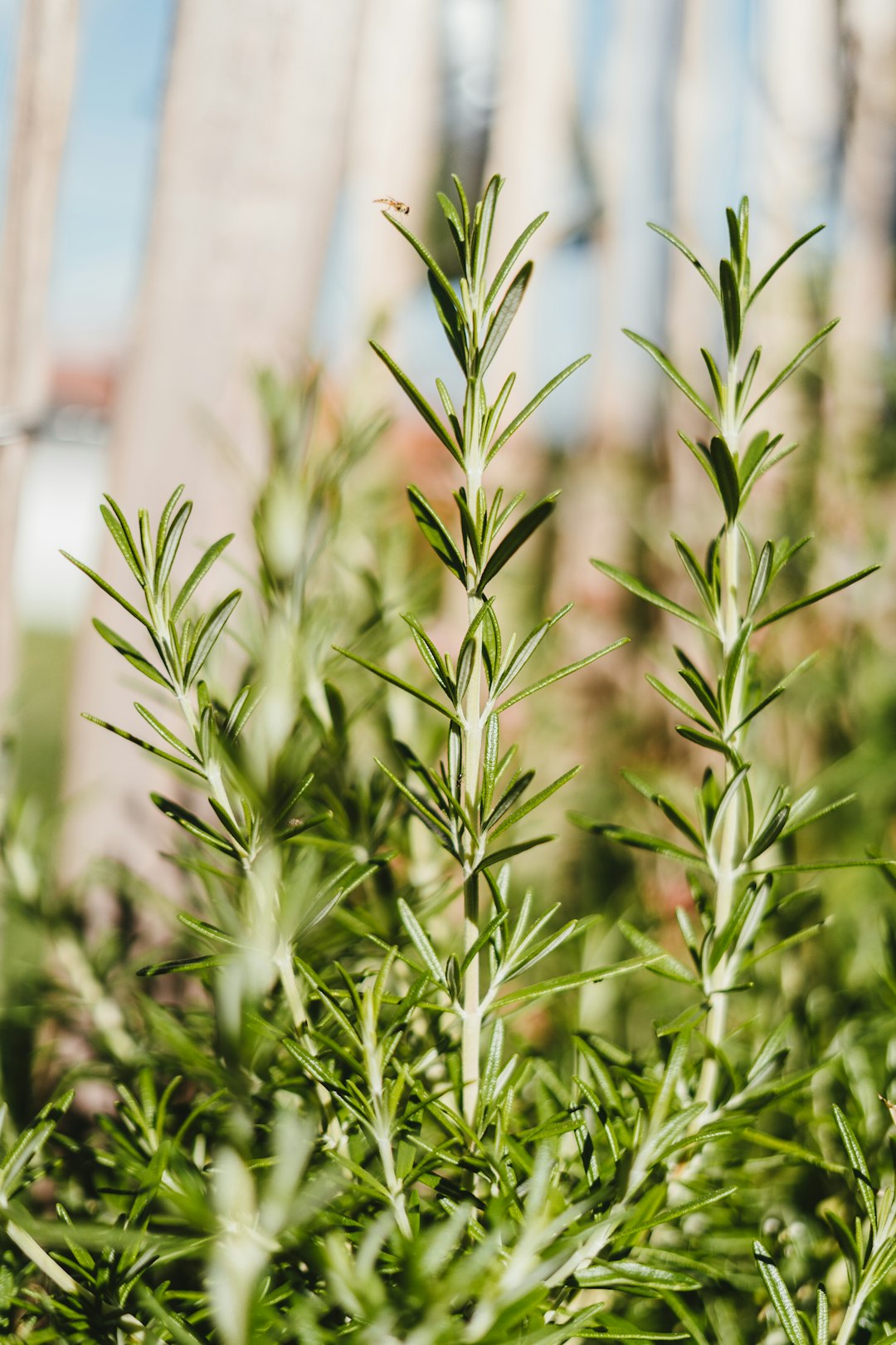 Close-up of green rosemary stems with needle-like leaves in sunlight