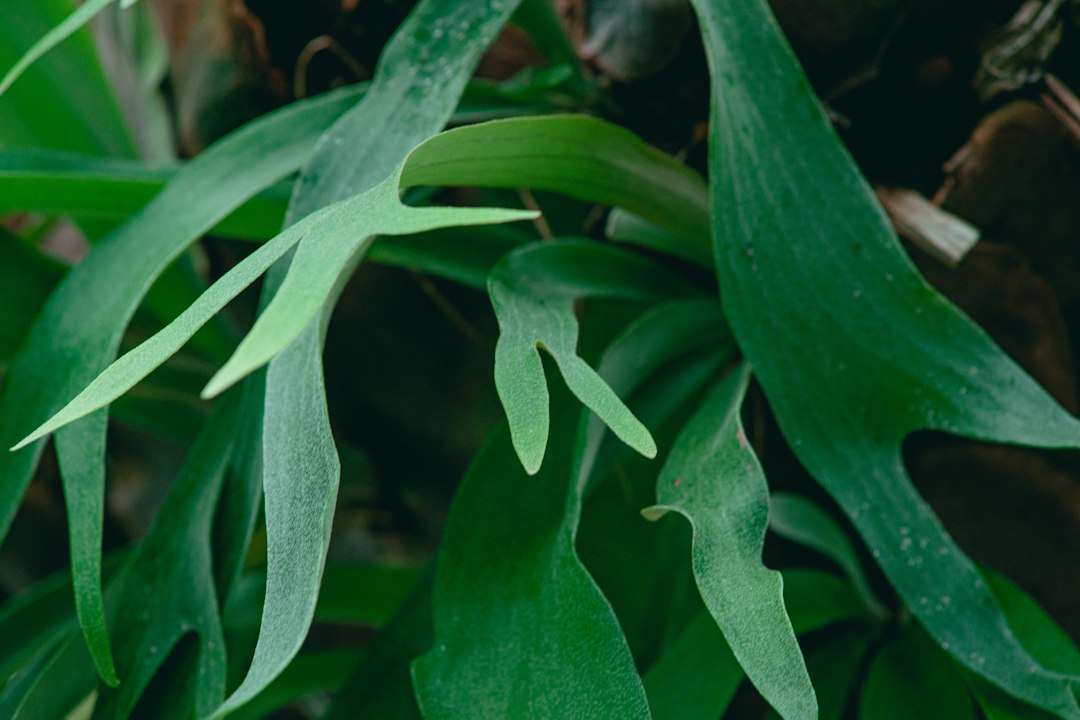 Close-up of a staghorn fern showing its green, velvety, antler-shaped fronds