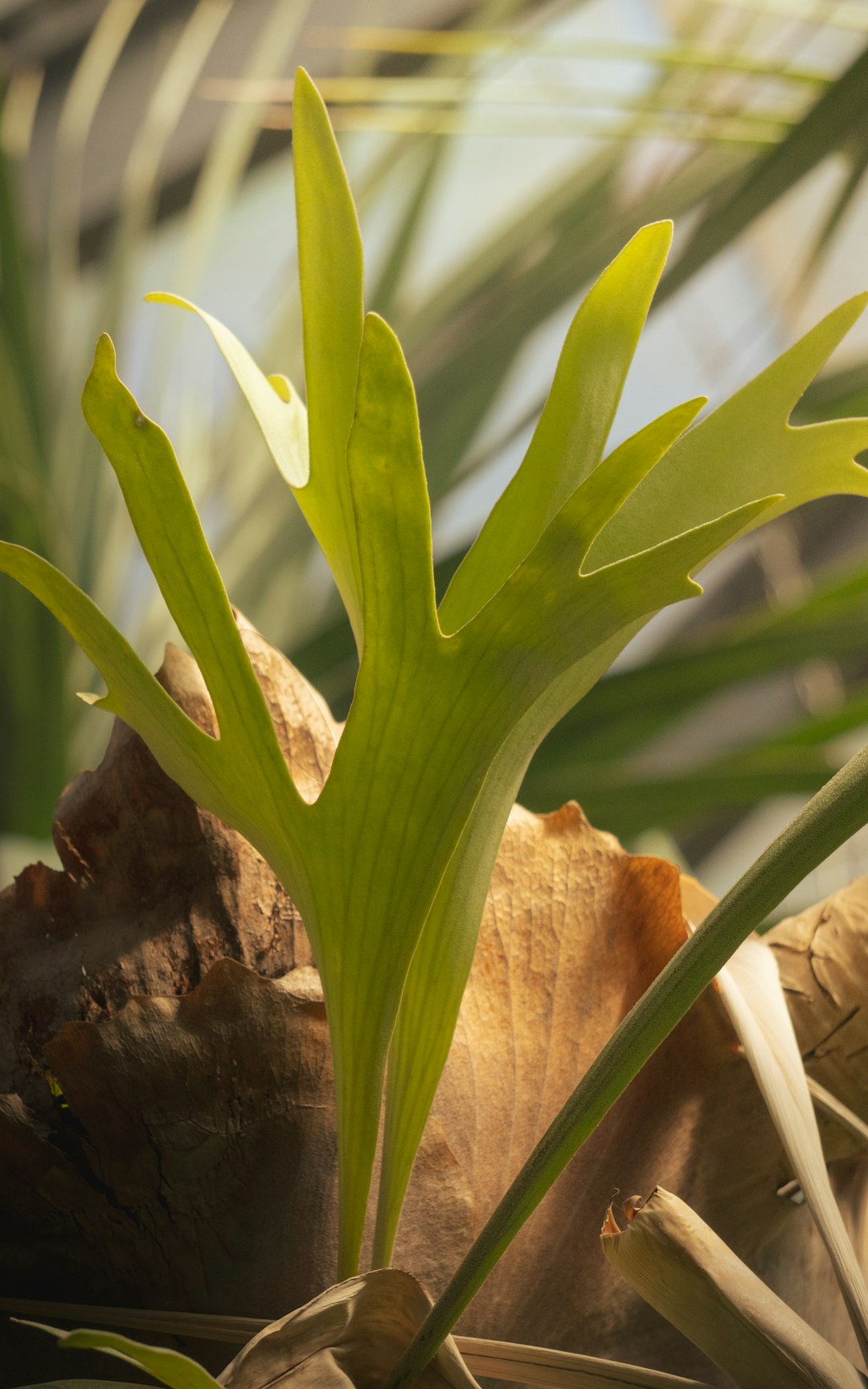 Staghorn fern with a green forked antler frond rising in front of older brown, papery shield fronds