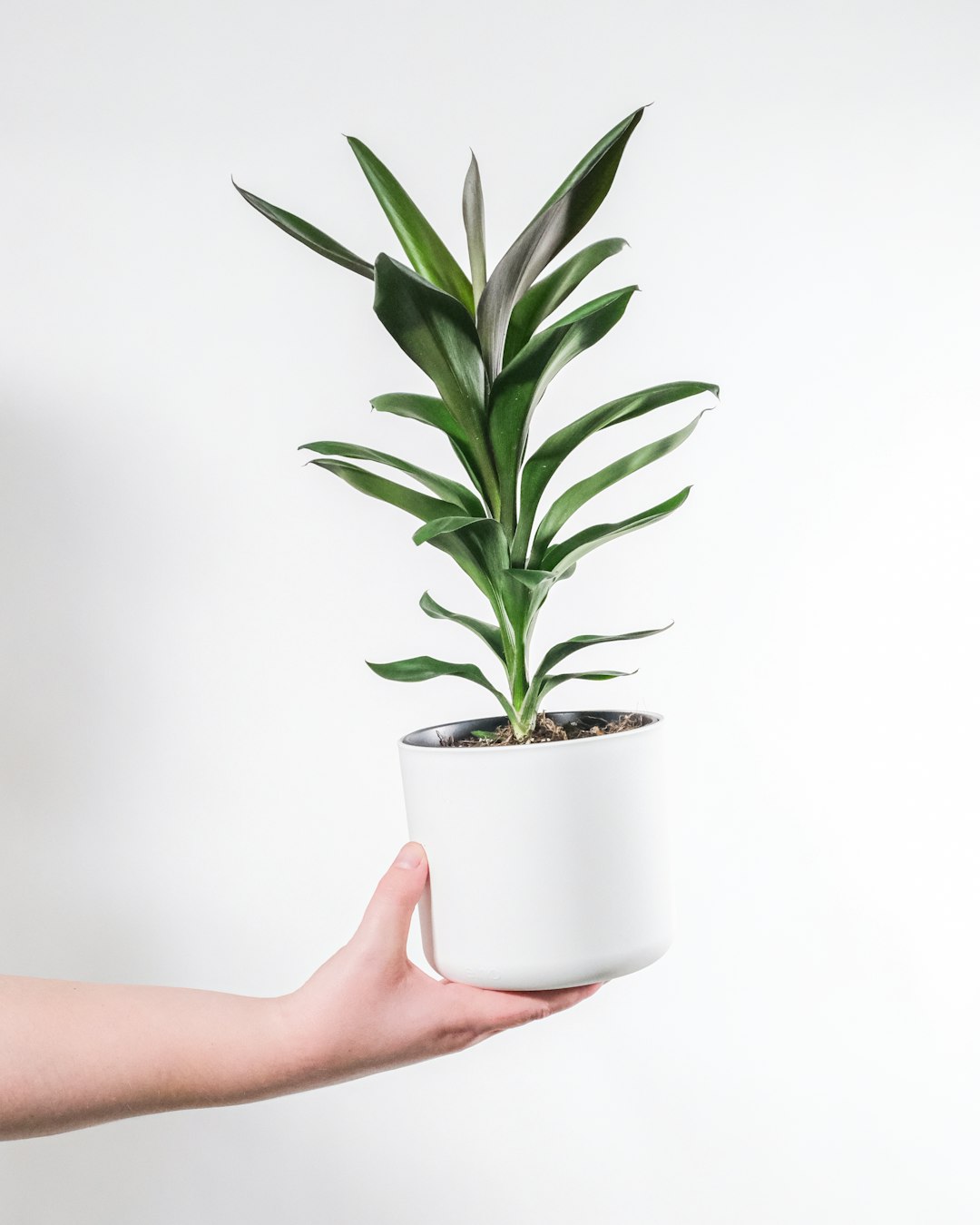 Young green-leaved ti plant (Cordyline fruticosa) in a white pot held in one hand against a white wall