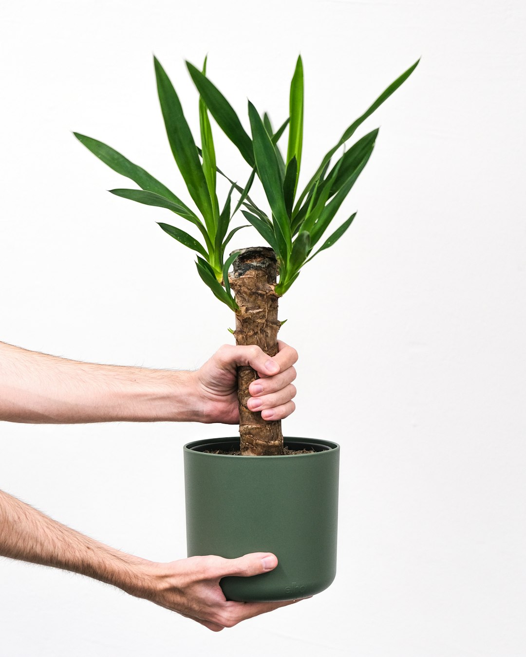 Hands holding a young spineless yucca cane with fresh green leaf rosettes in a green pot
