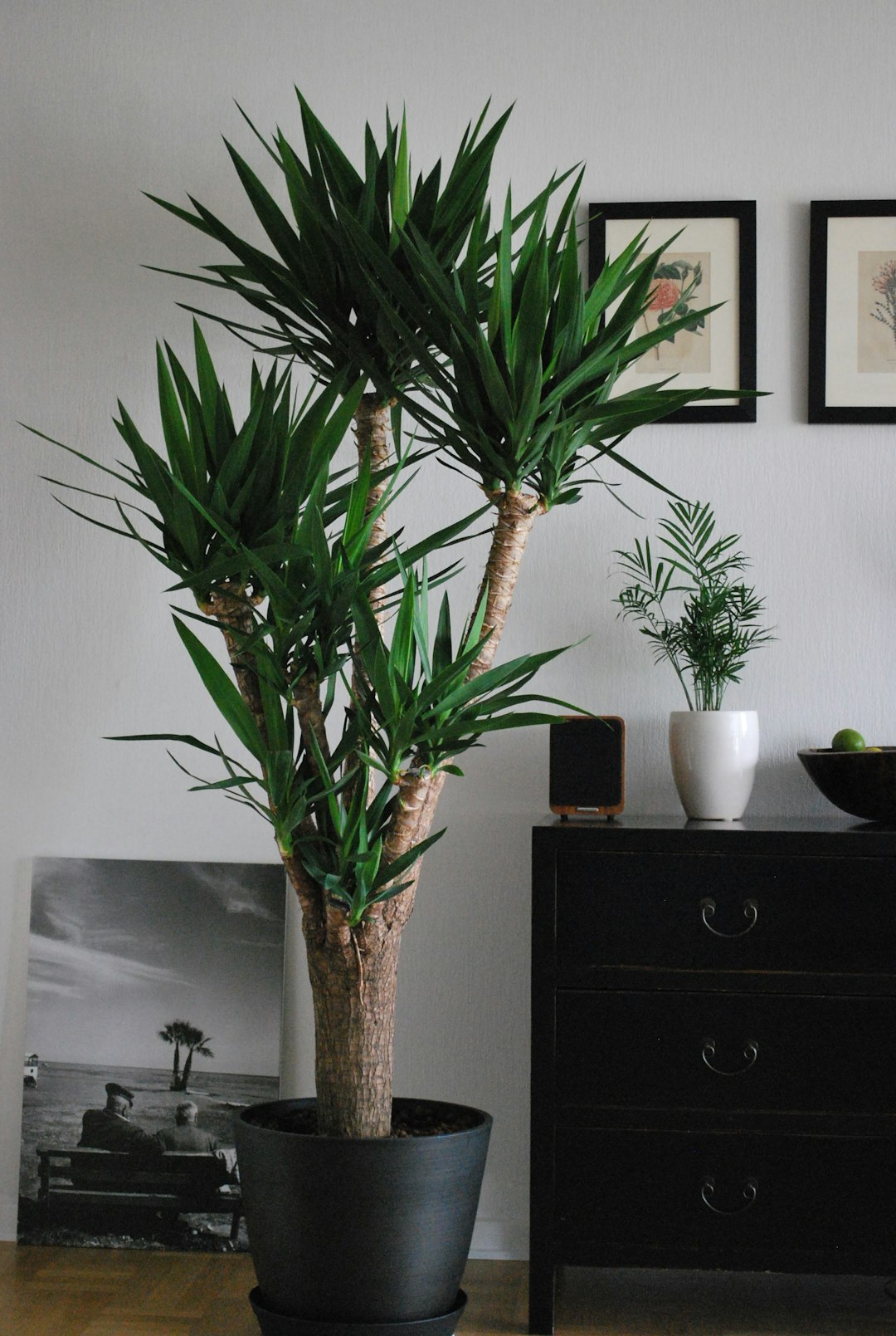 Tall multi-cane indoor yucca in a dark pot beside a wooden dresser